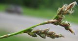 Carex rhizina