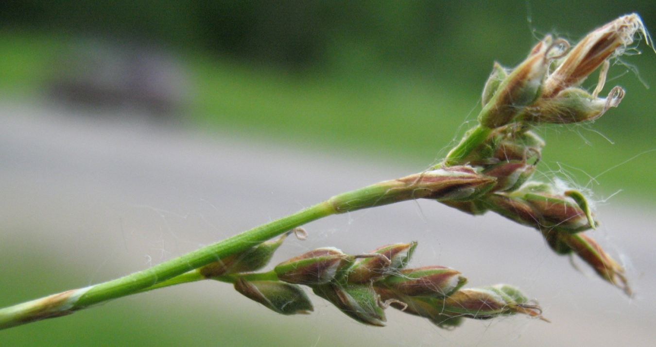 Изображение особи Carex rhizina.