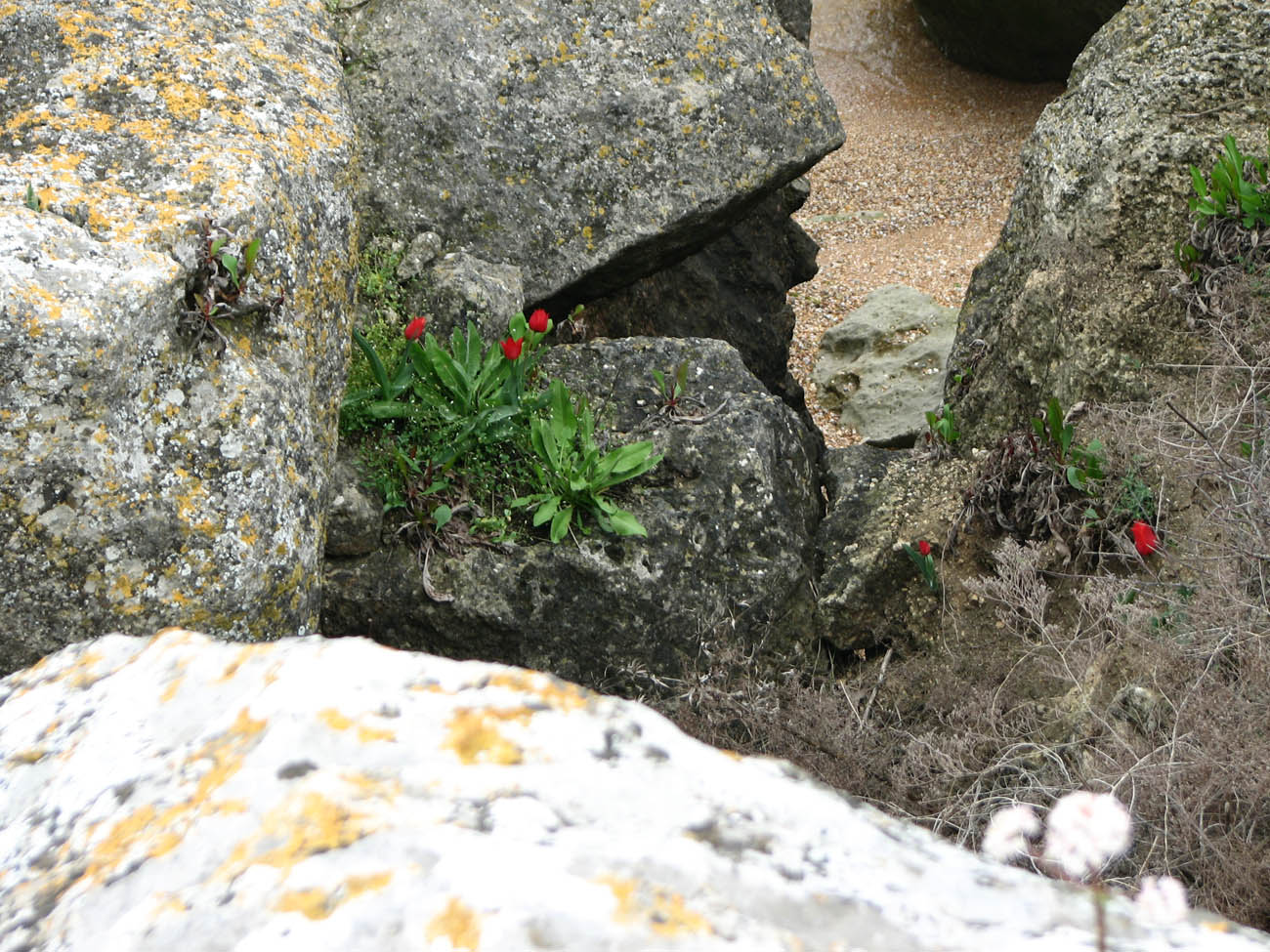 Image of Tulipa suaveolens specimen.