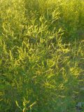 Melilotus officinalis