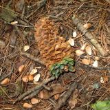 Pinus koraiensis