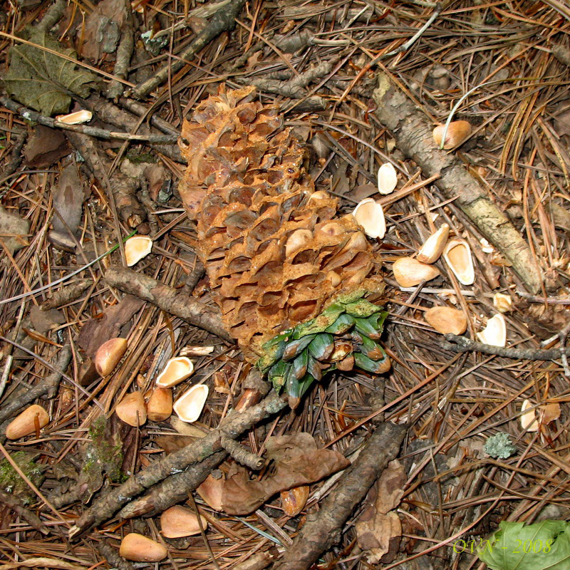 Image of Pinus koraiensis specimen.