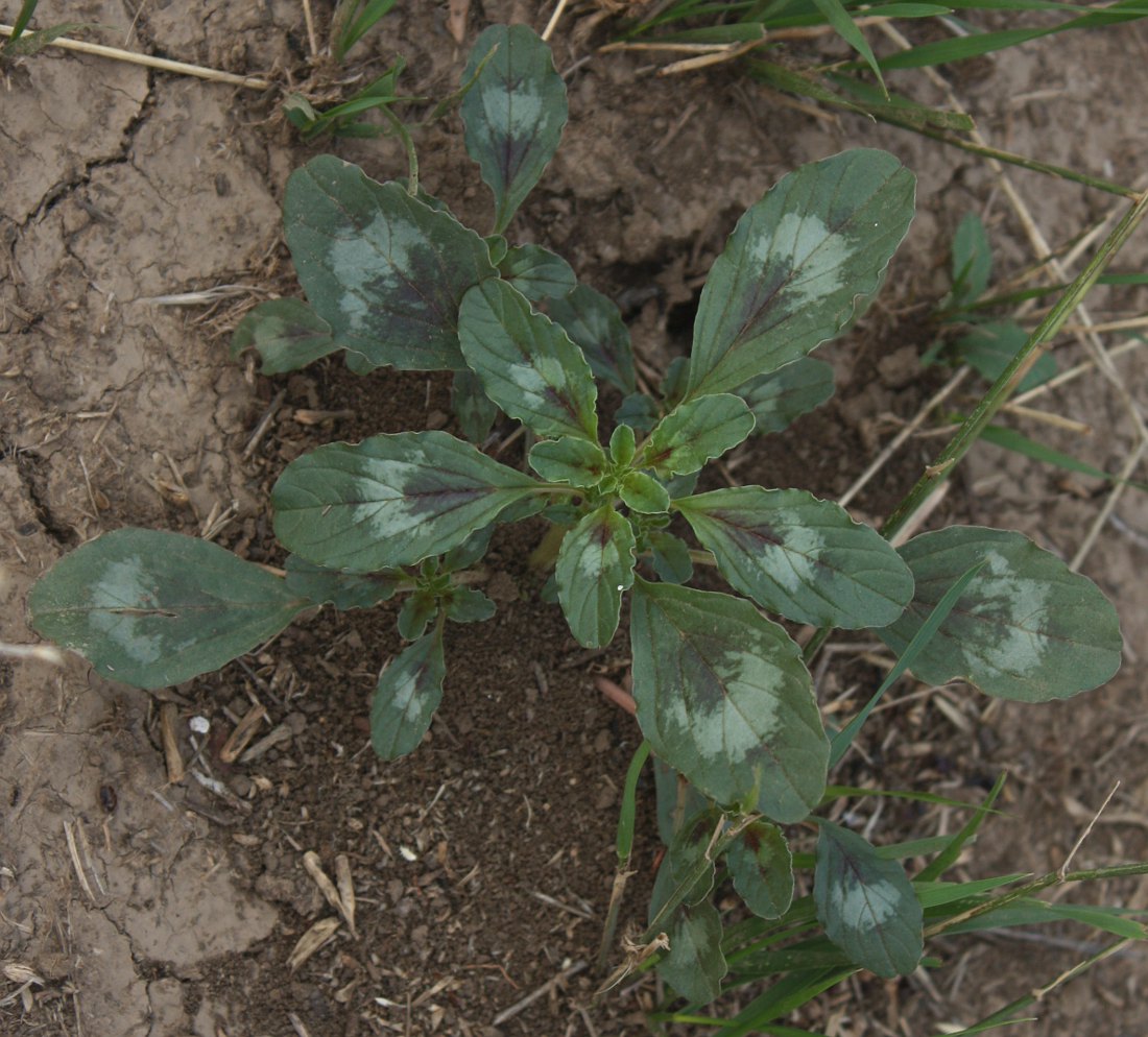 Image of Amaranthus blitoides specimen.