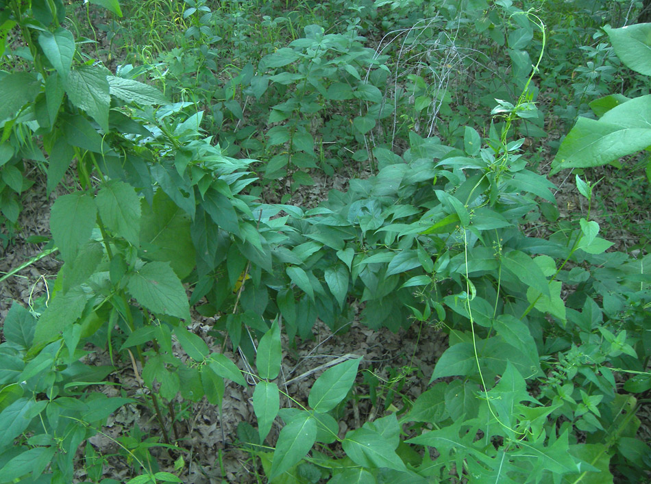 Изображение особи Vincetoxicum scandens.