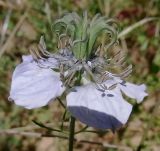 Nigella gallica