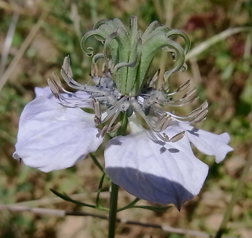 Изображение особи Nigella gallica.