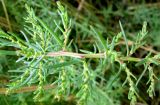 Suaeda prostrata
