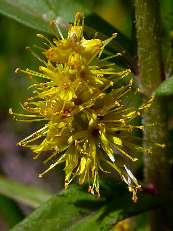 Image of Naumburgia thyrsiflora specimen.