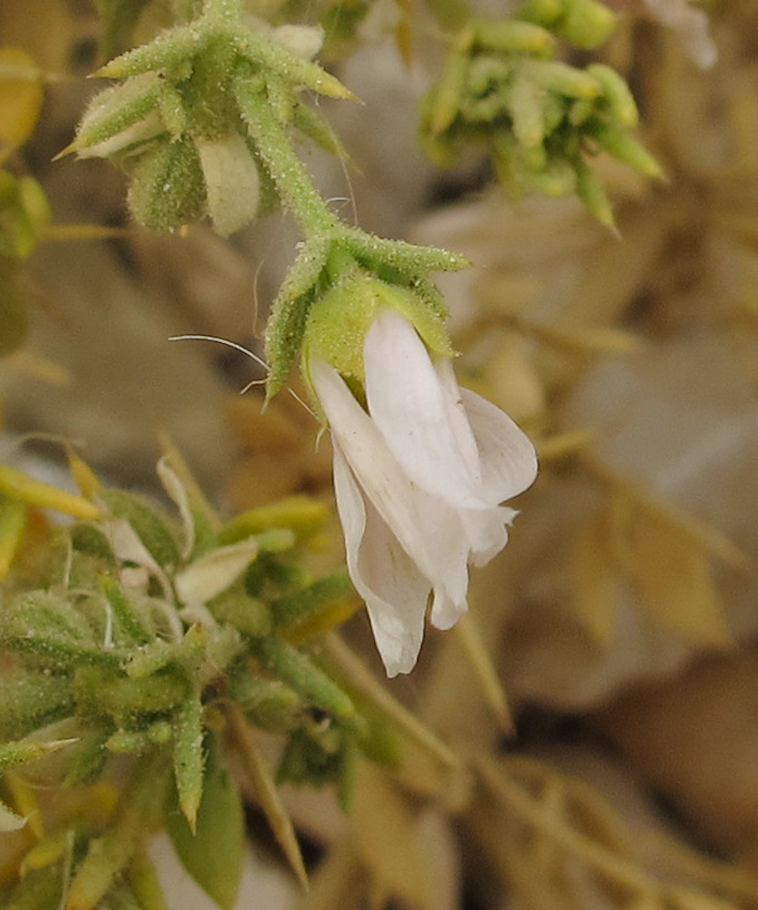 Image of Fagonia arabica specimen.