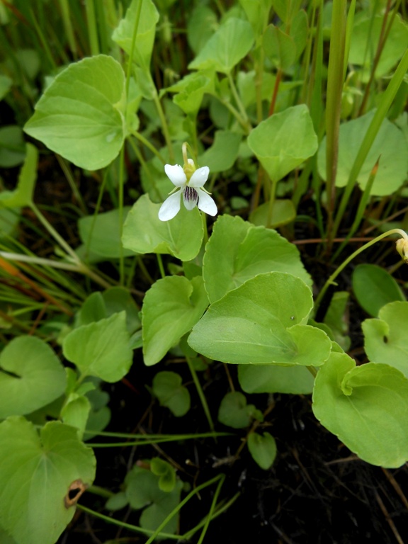 Изображение особи Viola amurica.