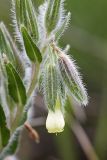 Onosma dichroantha. Часть соцветия. Южный Казахстан, хр. Боролдайтау, ущ. Бозторгай. 02.06.2010.