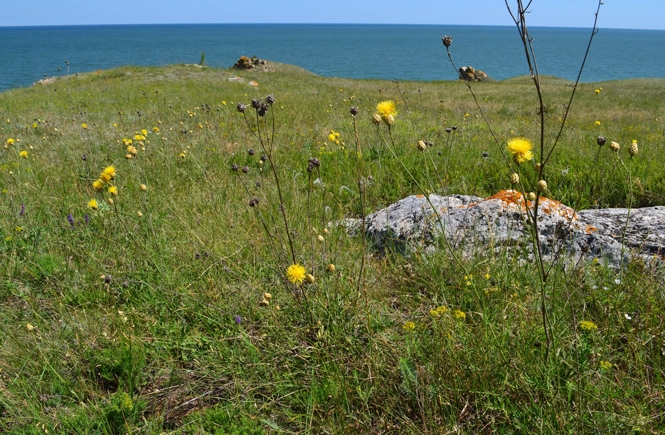 Image of Centaurea orientalis specimen.