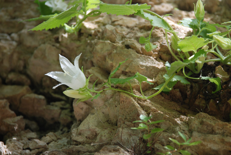 Image of Campanula pendula specimen.