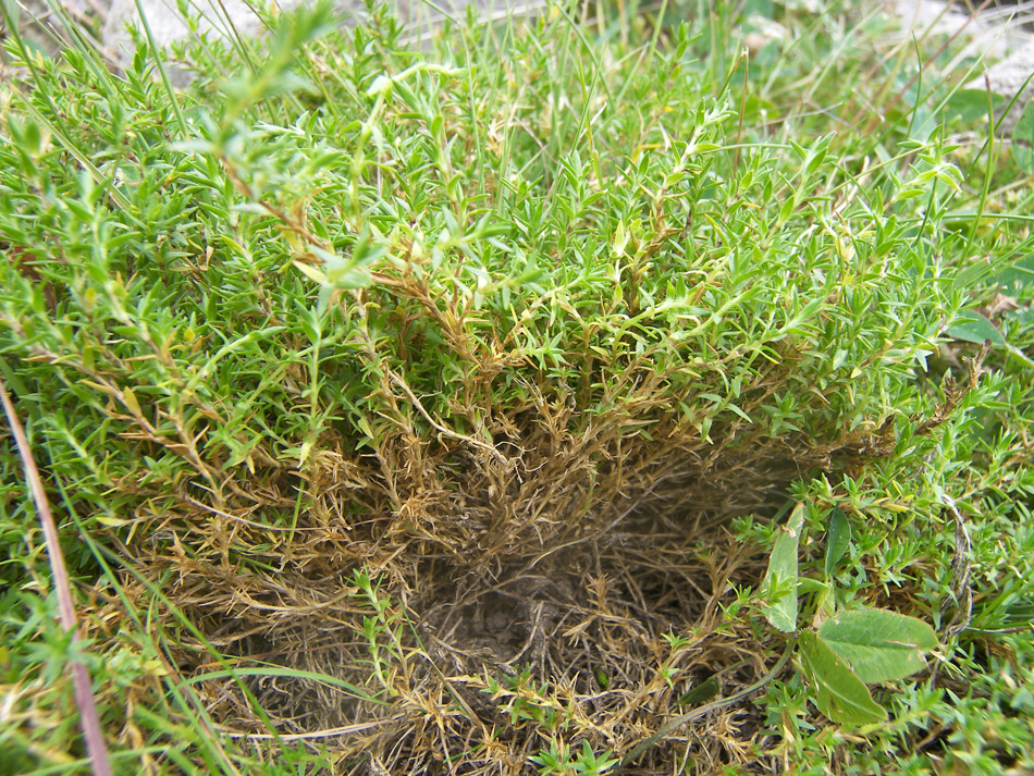 Image of Minuartia colchica specimen.