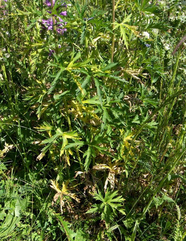 Image of Delphinium pyramidatum specimen.