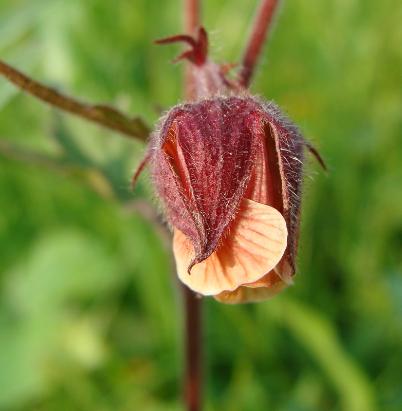 Изображение особи Geum rivale.