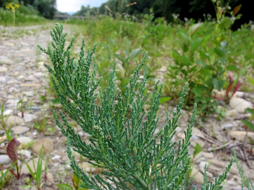 Image of Myricaria germanica specimen.