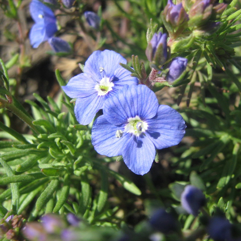Image of Veronica armena specimen.