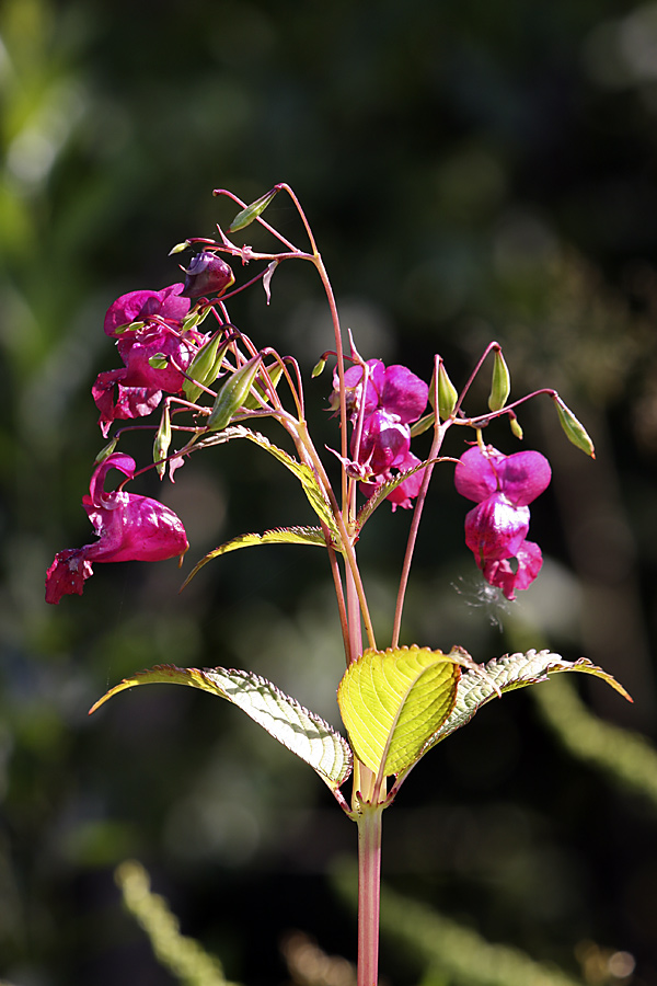 Image of Impatiens glandulifera specimen.