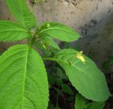 Impatiens parviflora