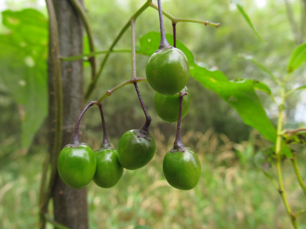 Image of Solanum dulcamara specimen.