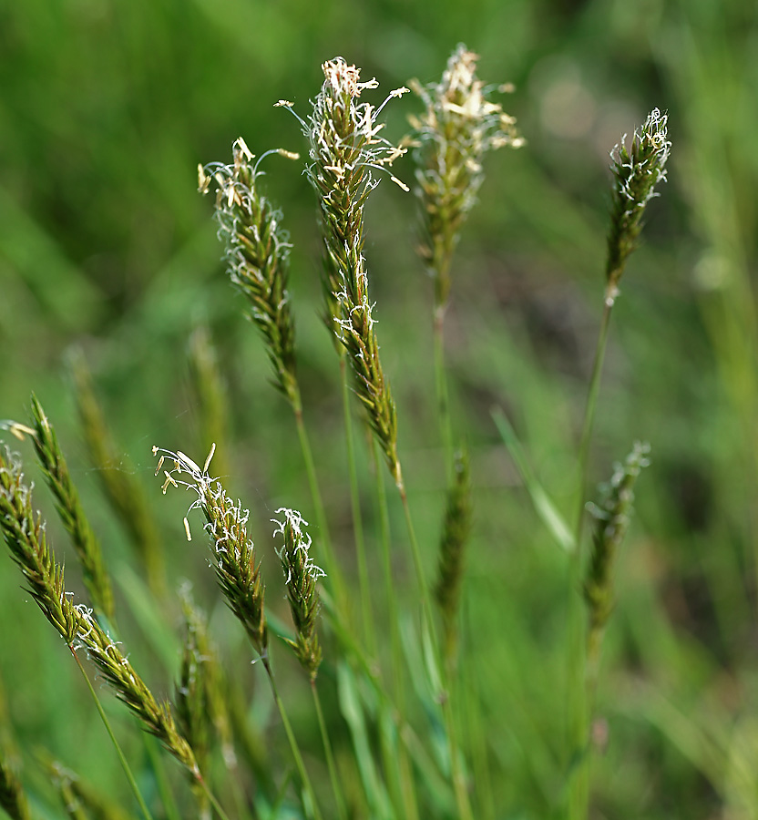 Изображение особи Anthoxanthum odoratum.