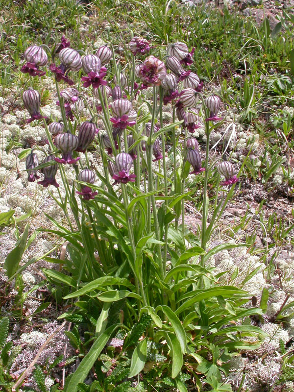 Изображение особи Gastrolychnis tristis.