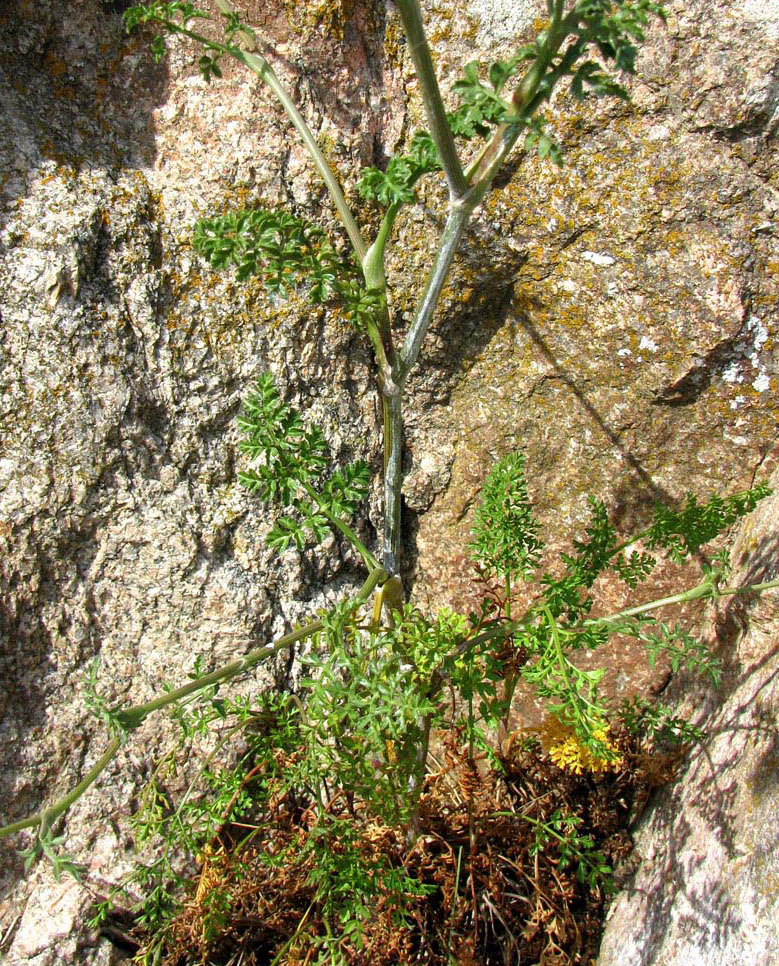 Image of genus Seseli specimen.