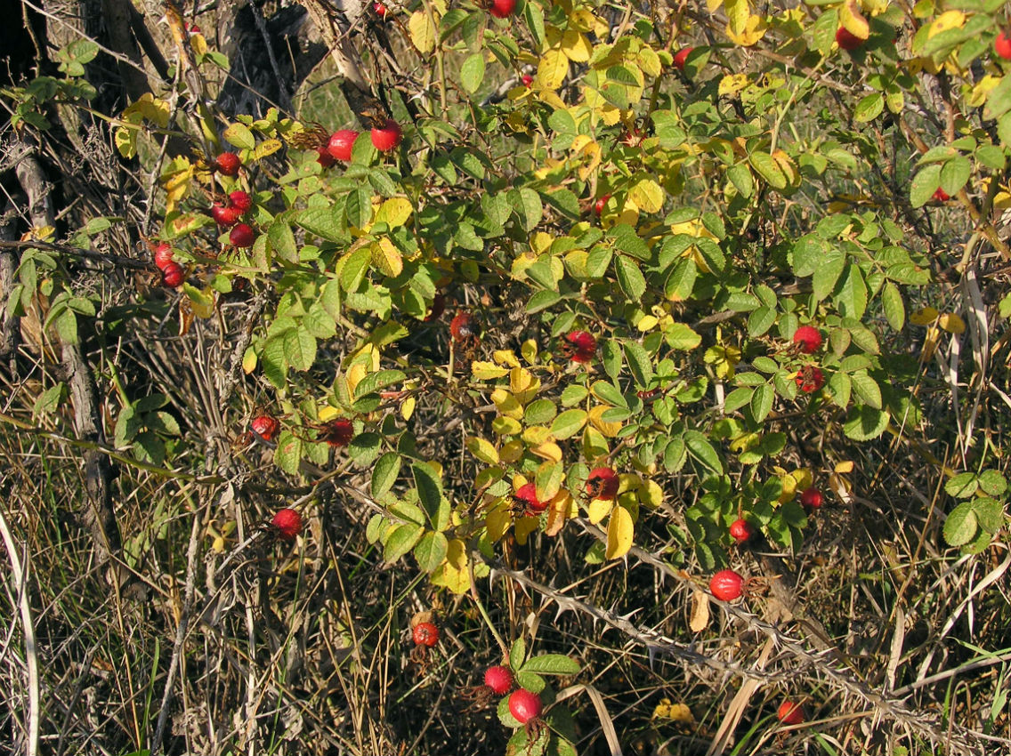 Изображение особи Rosa rubiginosa.