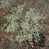 Eryngium campestre. Цветущее растение. Ростовская обл., Неклиновский р-н, Троицкое с/п, балка. 19.07.2012.