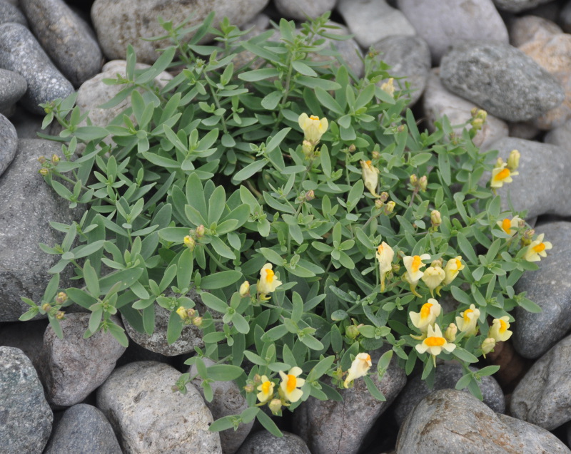 Изображение особи Linaria japonica.