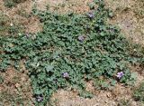 Malva sylvestris. Цветущее растение. Италия, Помпеи. 17.06.2010.