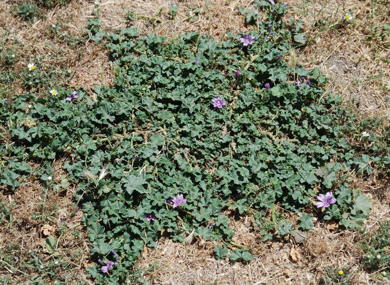 Изображение особи Malva sylvestris.