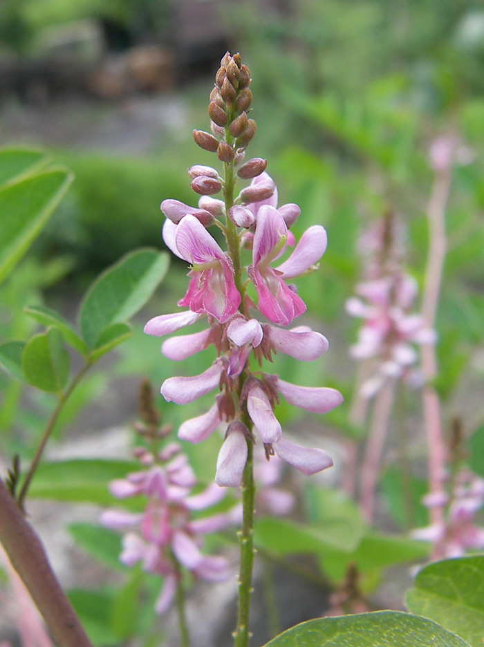 Изображение особи Indigofera kirilowii.