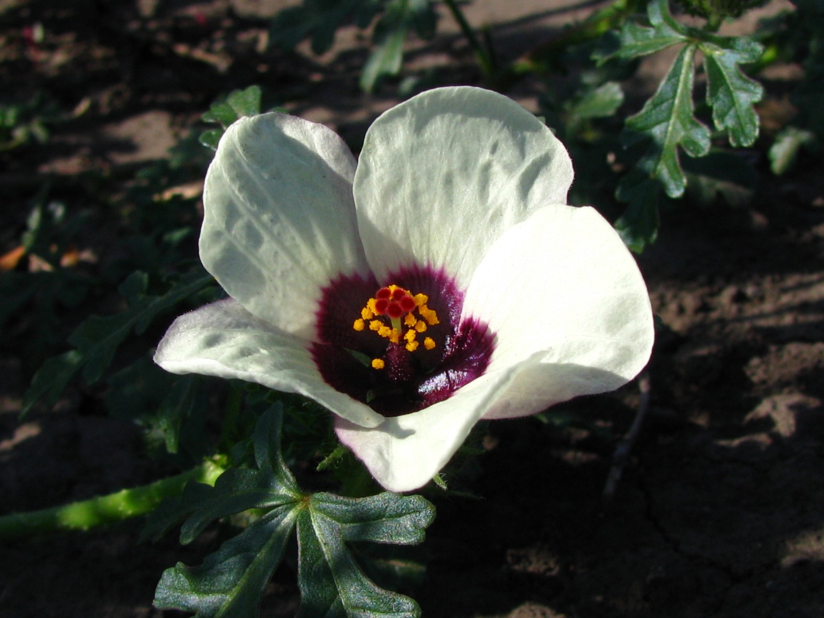 Изображение особи Hibiscus trionum.