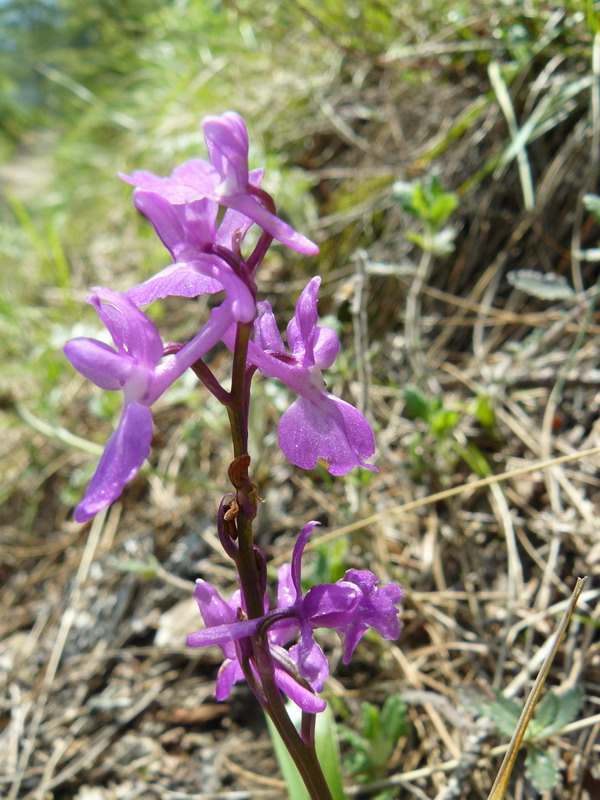 Изображение особи Orchis mascula.