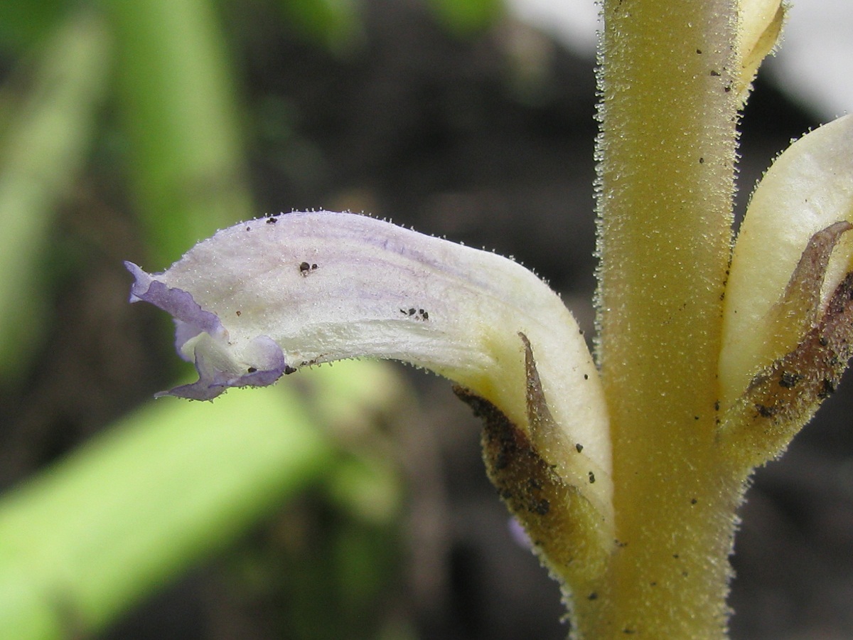 Image of Orobanche cumana specimen.