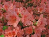 Rhododendron kaempferi