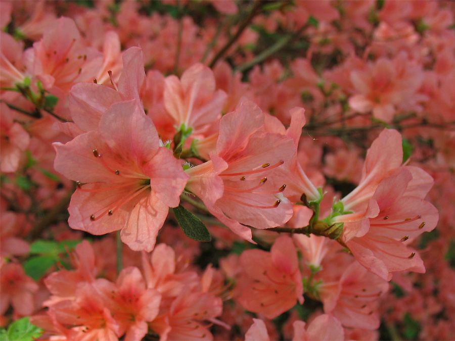 Изображение особи Rhododendron kaempferi.