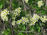 Spiraea hypericifolia