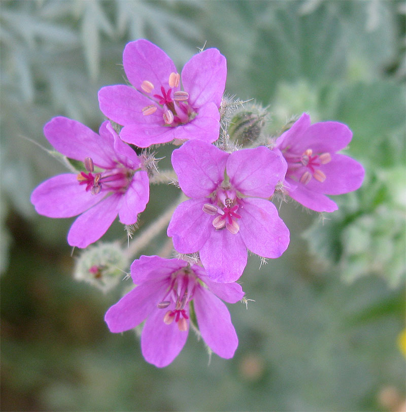 Изображение особи Erodium malacoides.