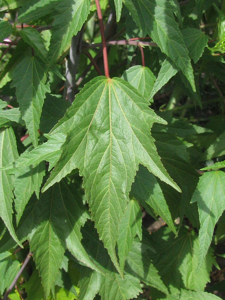 Image of genus Hibiscus specimen.