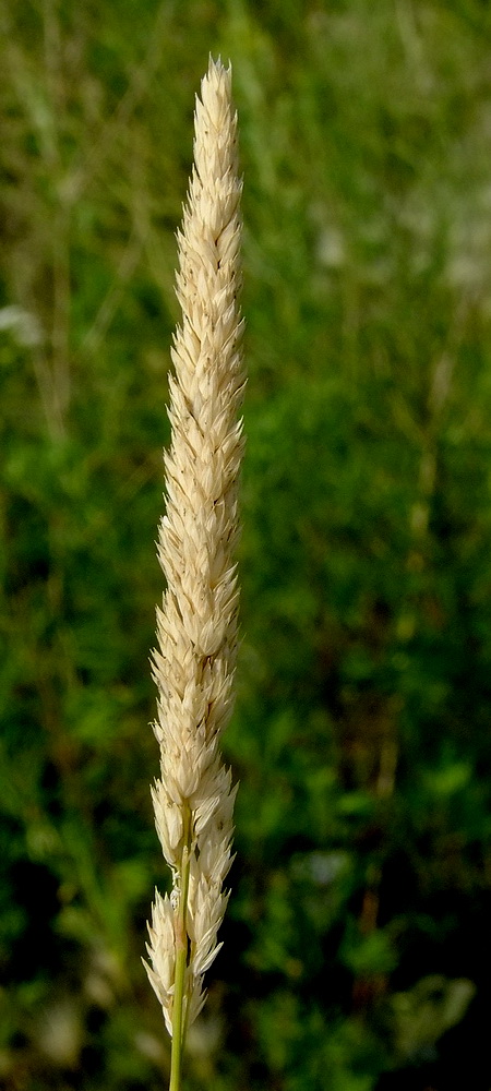 Image of Phalaroides arundinacea specimen.