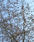 Parrotia persica