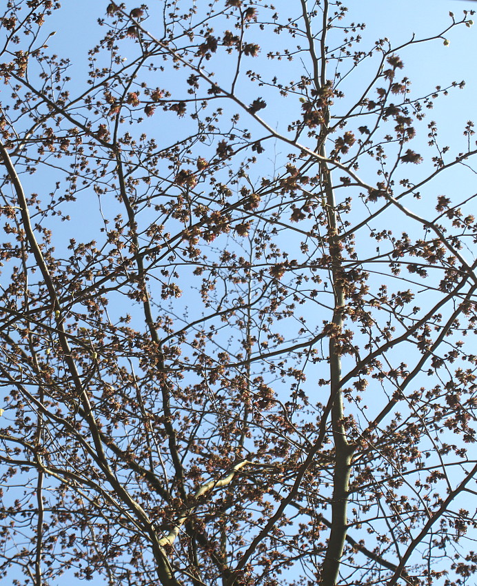 Изображение особи Parrotia persica.