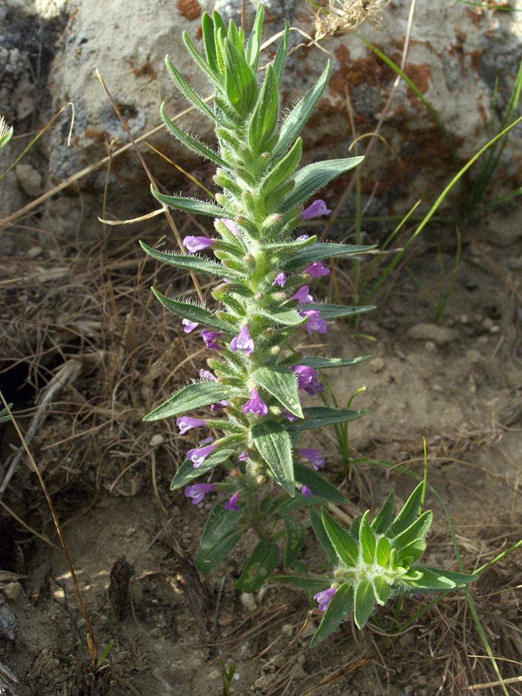 Image of Ziziphora tenuior specimen.