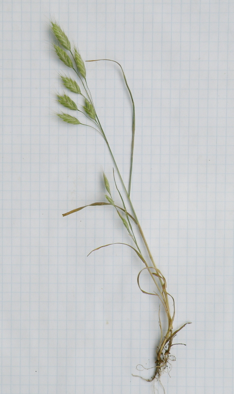 Image of Bromus wolgensis specimen.