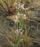 Asperula graveolens