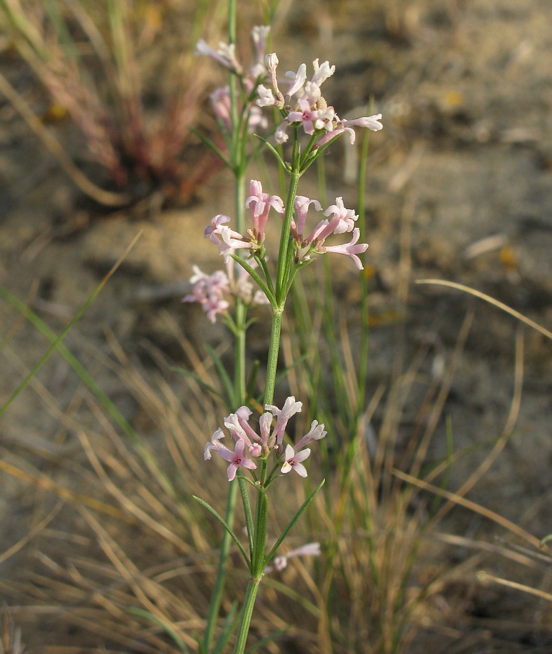 Image of Asperula graveolens specimen.