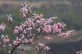 Armeniaca mandshurica. Ветвь дерева с цветками. Южное Приморье, Борисовское плато, р. Кроуновка. 08.05.2013.